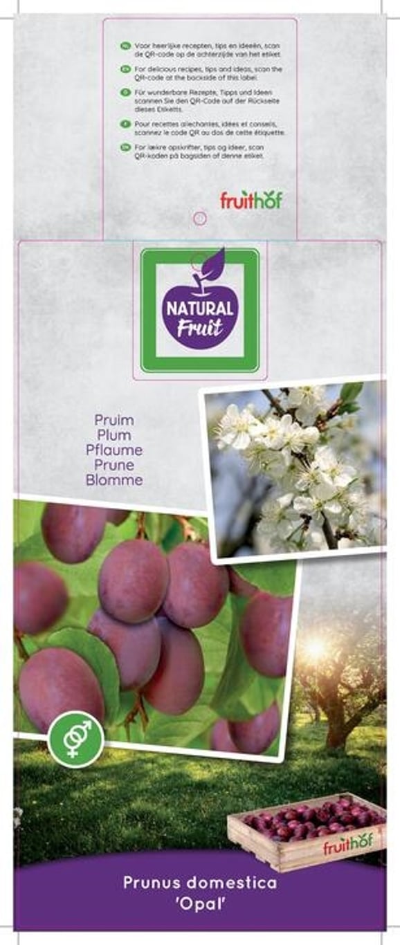 Prunus d. 'Opal' - C12 250-275 CM Hoogstam